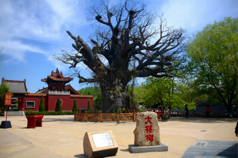 洪洞大槐树寻根祭祖园,洪洞大槐树,山西