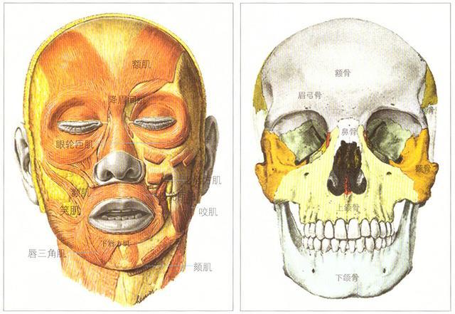 正确认识头部骨点和肌肉位置名称,让你素描头像绘画更