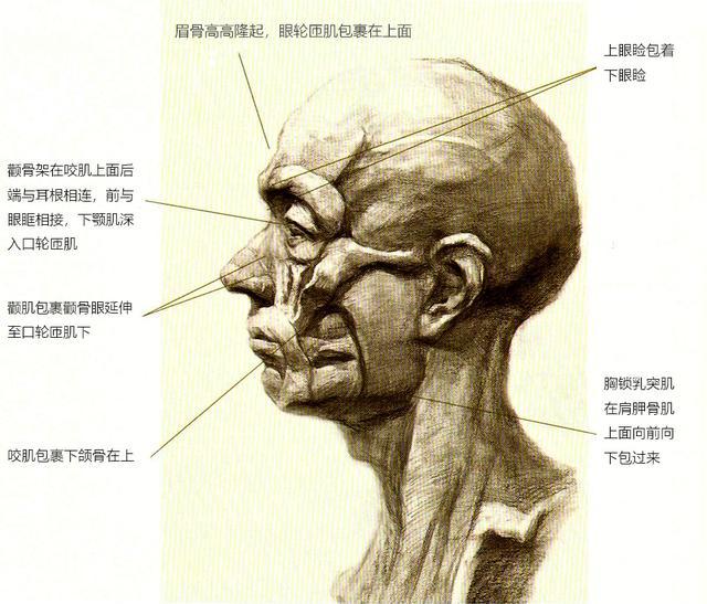 没有必要一一掌握 ,知道面部主要的肌肉走向和穿插关系就可以了