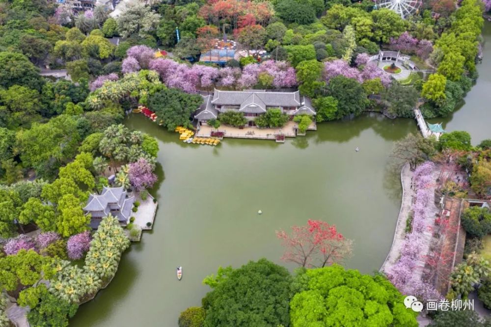 柳州,紫荆花,广西柳州,花园城市,柳侯公园