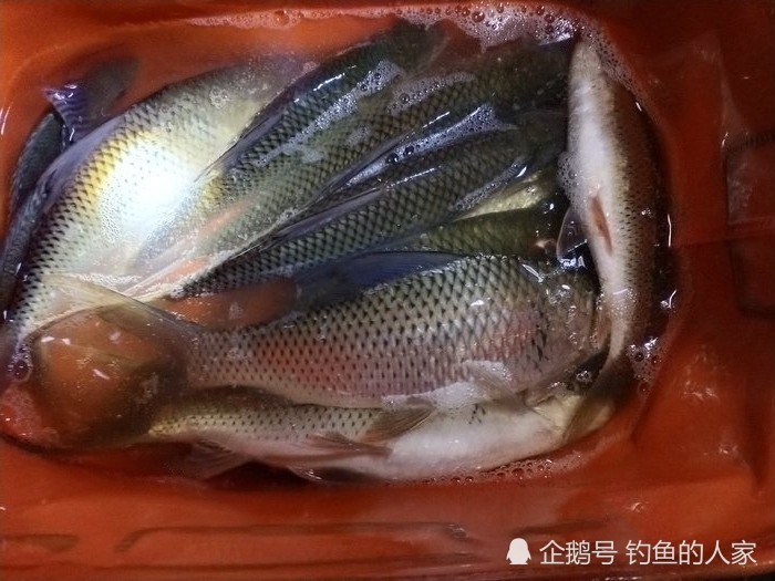 野钓鲮鱼,梅州钓法详细教学,钓获"水中战斗机"的土鲮鱼