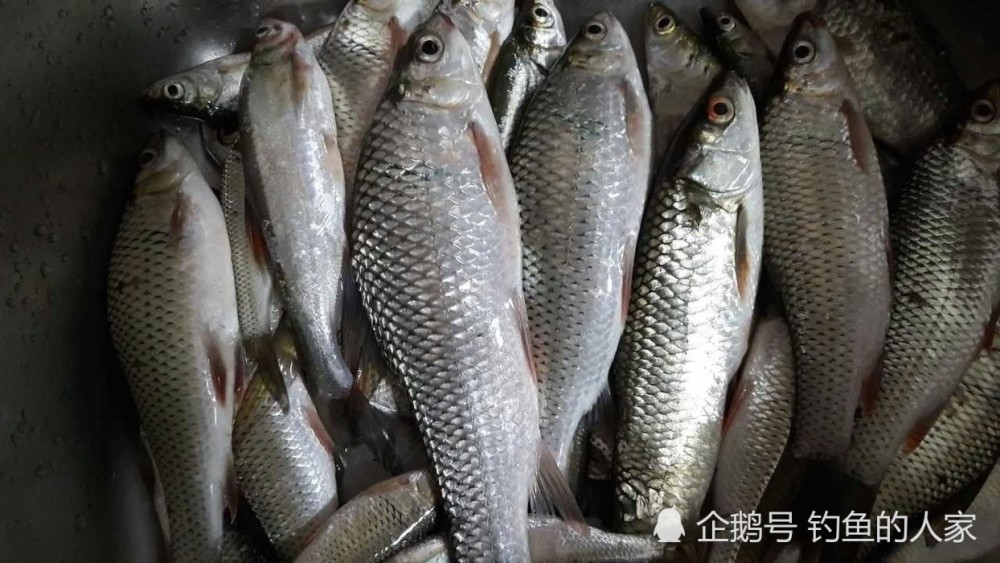 野钓鲮鱼,梅州钓法详细教学,钓获"水中战斗机"的土鲮鱼