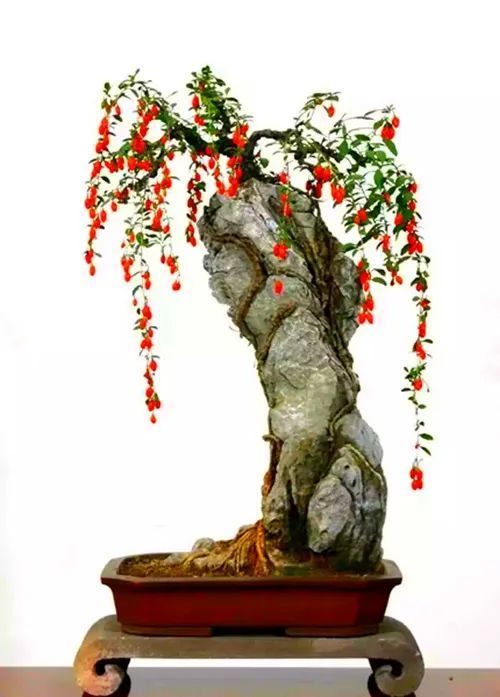 此心安处是吾乡,附石盆景神韵欣赏