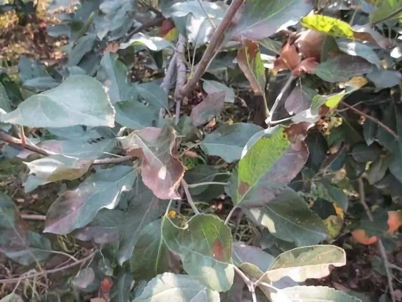马上进入夏季,苹果树叶变黄可能是以下几点造成,2大措施可改善