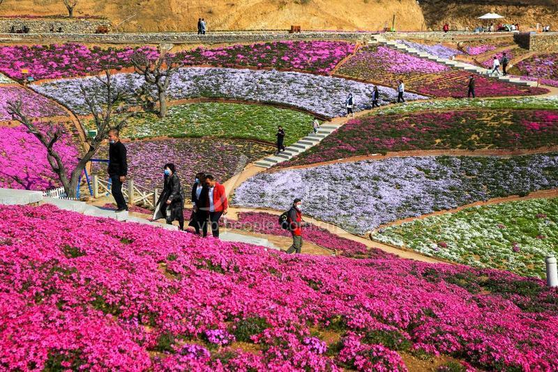 2020年4月9日,河北省唐山市迁西县雨花谷景区的芝樱花竞相开放,吸引了