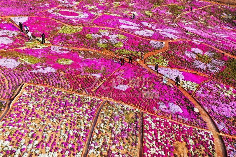 2020年4月9日,河北省唐山市迁西县雨花谷景区的芝樱花竞相开放,吸引了