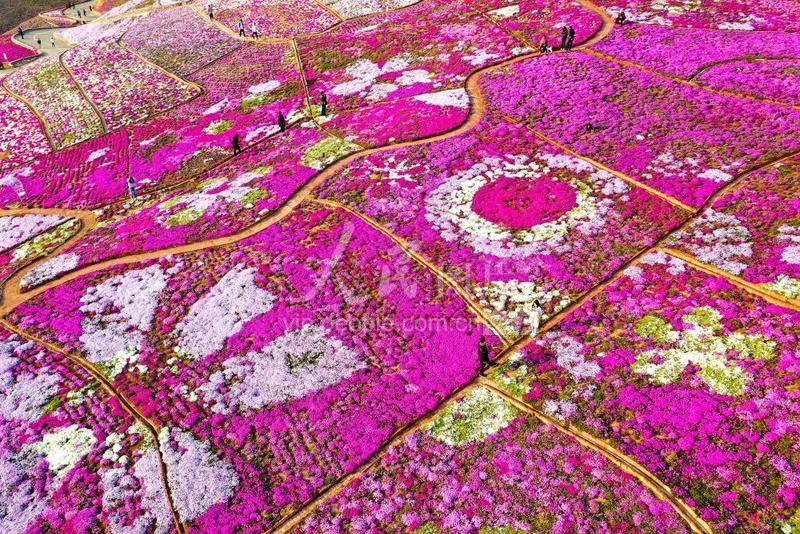 2020年4月9日,河北省唐山市迁西县雨花谷景区的芝樱花竞相开放,吸引了