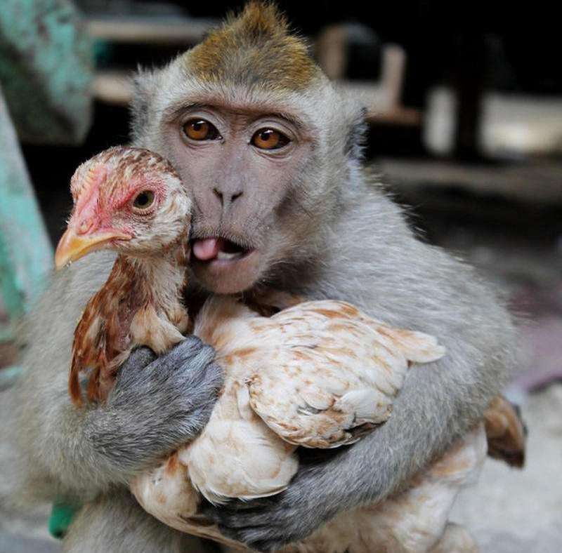 一只鸡过路被猴子一把抓住,猴子的举动,够我笑一天!