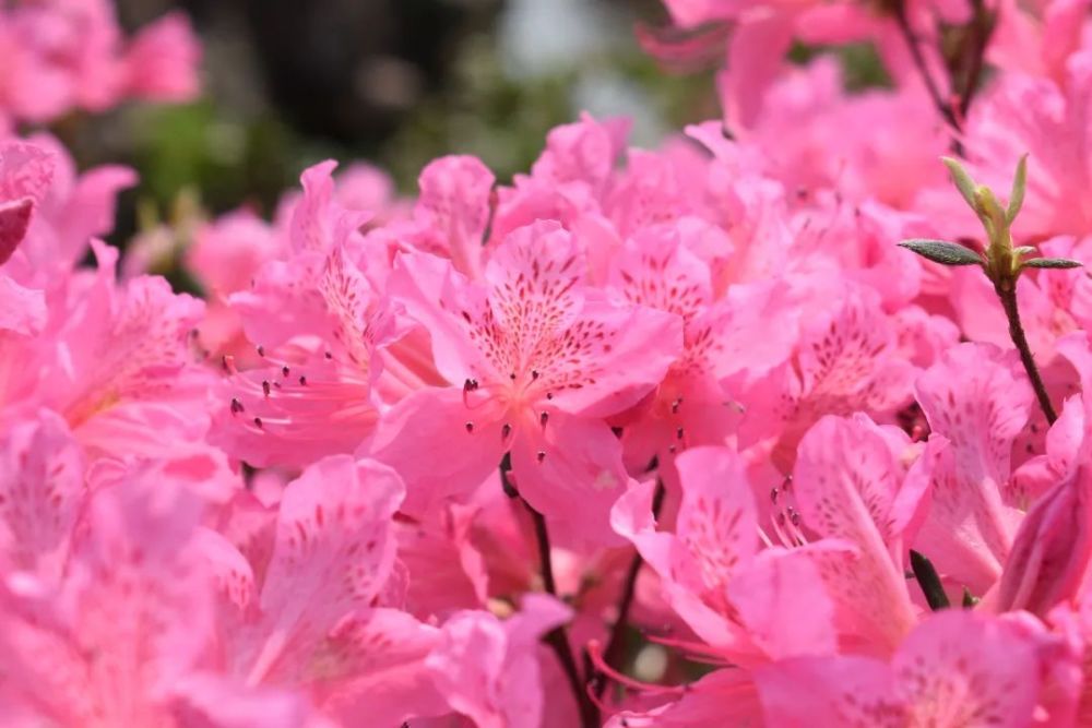 杜鹃花开醉坡坨,一起来"云赏"这抹映山红