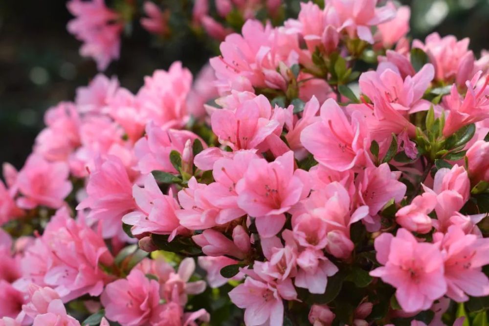 上海植物园内的杜鹃花正值盛花期. "鲜红如滴映霞明,火热媚丽数杜鹃.