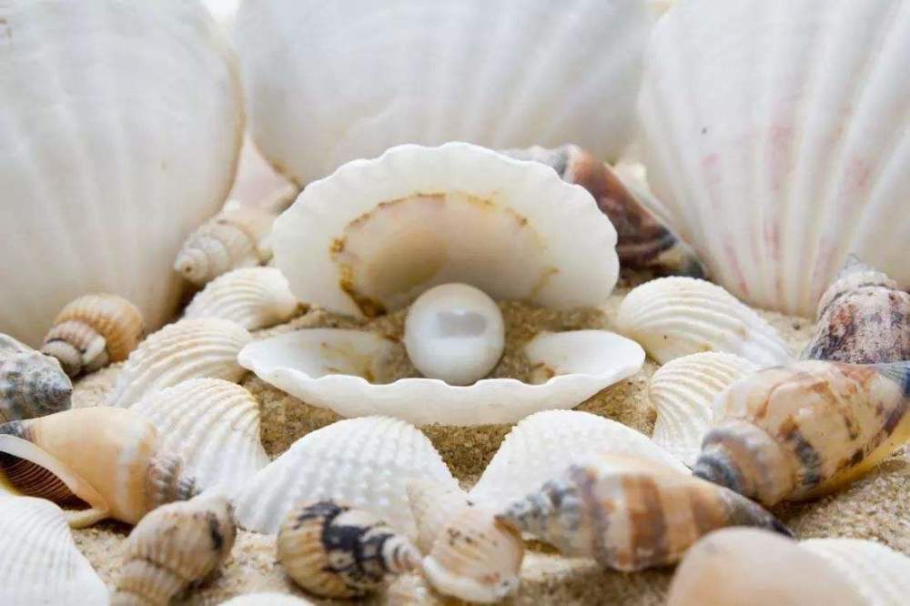 渔夫无意间捡到一珍珠蚌,养了13年不舍得吃,切开后傻眼了!