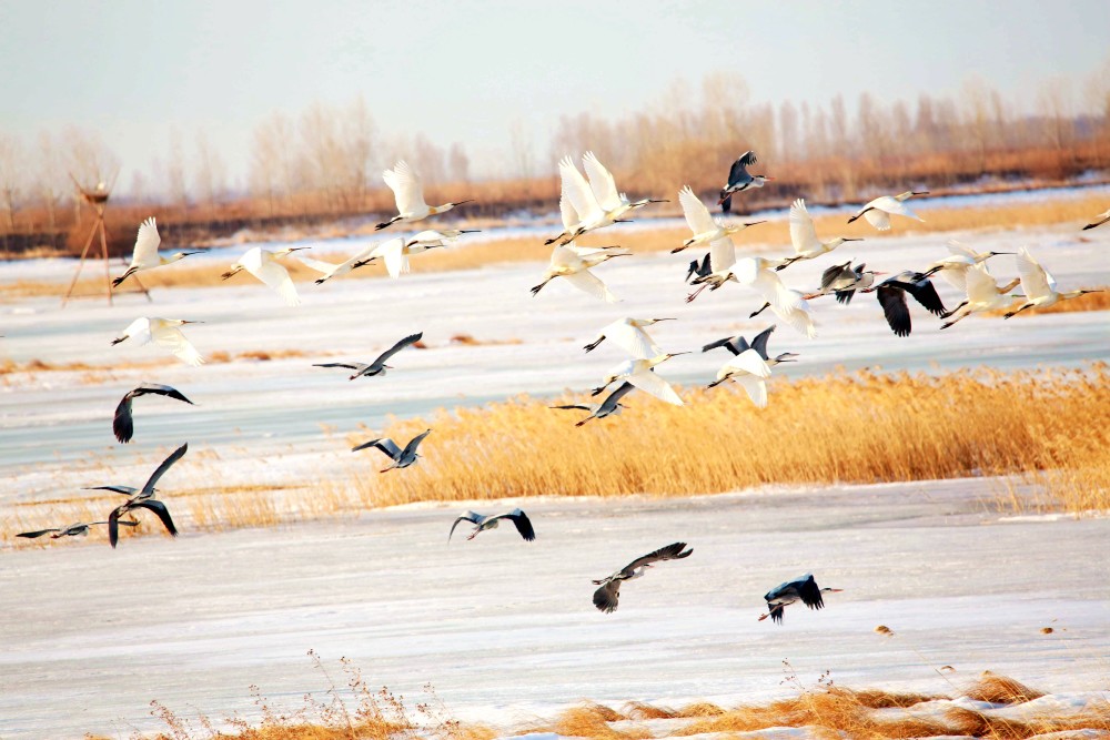 黑龙江迁徙候鸟约350种占全国候鸟种类一半以上