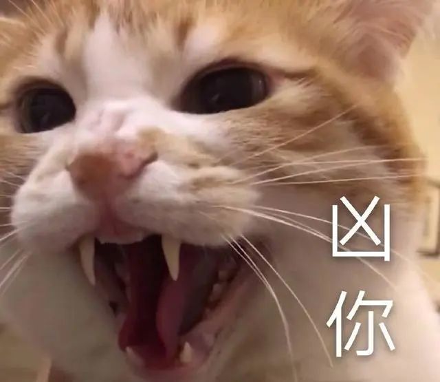 猫咪表情包:我小猫咪的心好痛