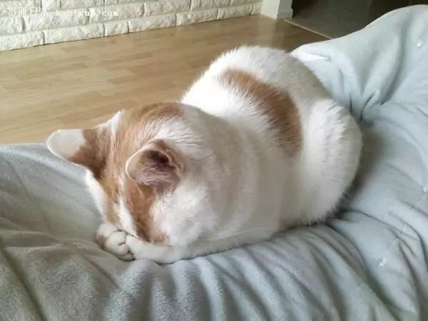 猫咪的睡觉姿势有点萌,但你知道为什么吗?