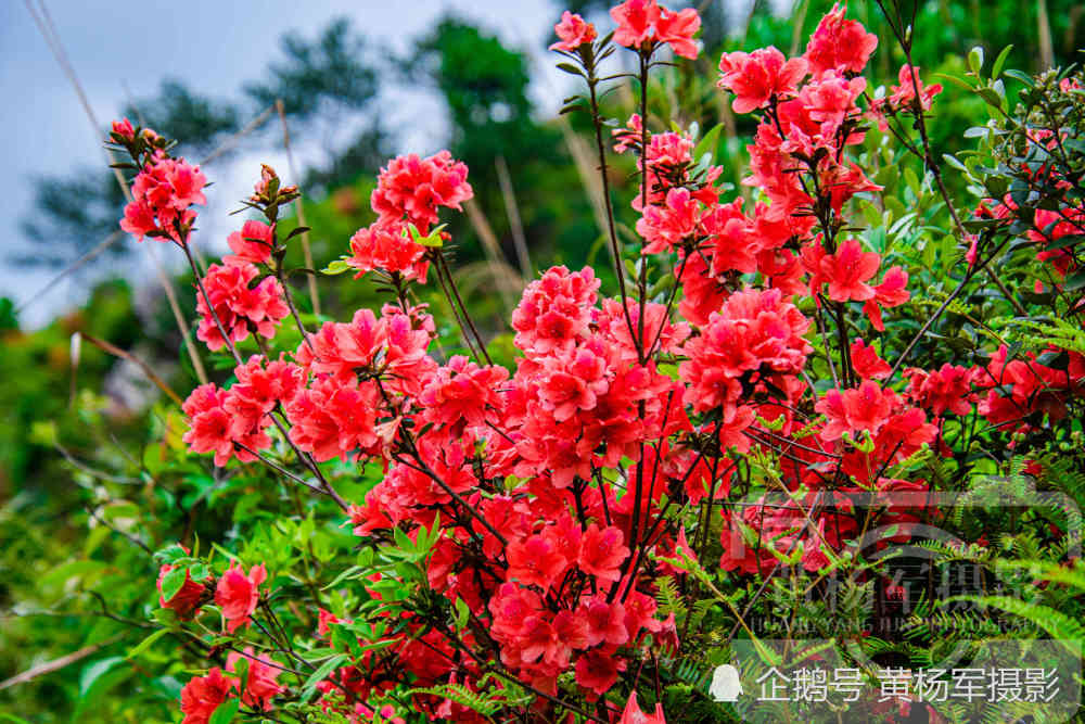 映山红,花朵,花卉,植物,故乡的原风景