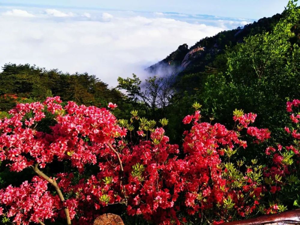 黄冈麻城,人间四月天,杜鹃花海