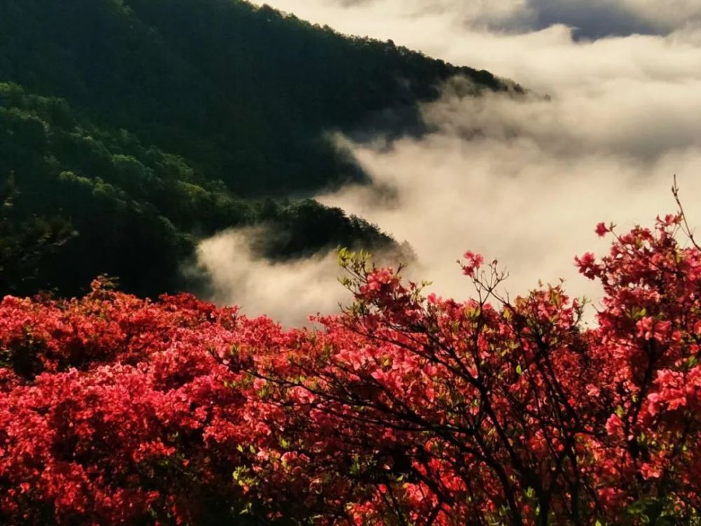 黄冈麻城,人间四月天,杜鹃花海