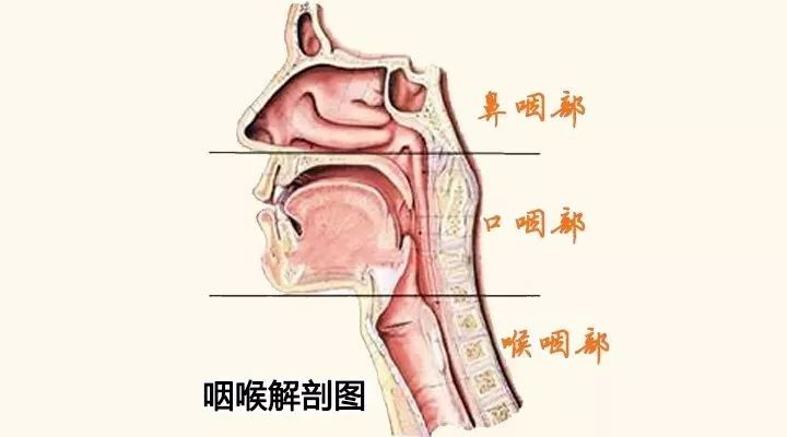 为何咽喉炎医生让我吃胃药?耳鼻喉专家告诉你答案