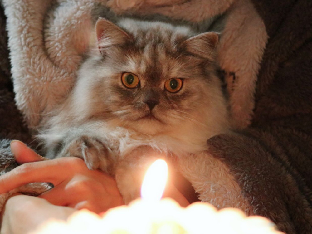 网友是这样给猫咪过生日的,简直羡慕!笑死我了萌到老泪纵横