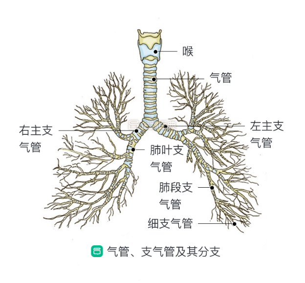 呼吸性细支气管 腾讯网
