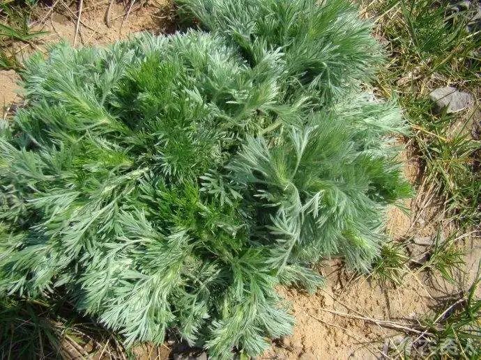 白蒿属于菊科植物大籽蒿的全草,是《本草纲目》中记载的三大药用蒿属