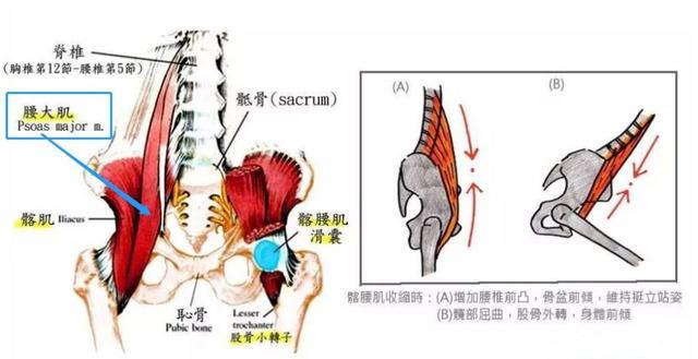 瑜伽练习中,拉伸和加强腰大肌很关键!很多人都忽视了