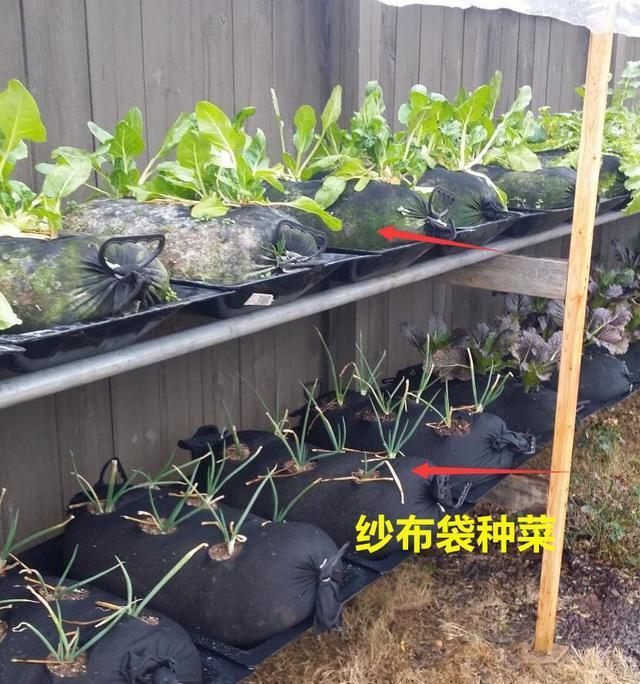 种菜,种植,院子,袋子种菜,种植技巧