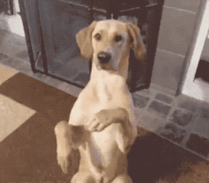 狗狗,铲屎官,萌宠,爱宠