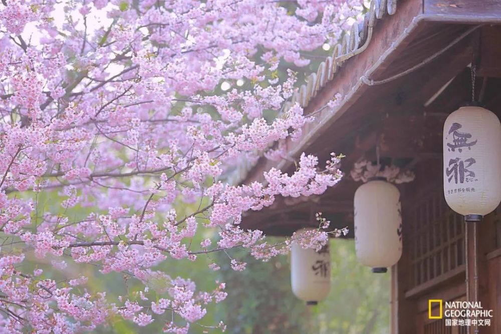 日本樱花,鼋头渚,染井吉野,樱花谷,太湖,游人