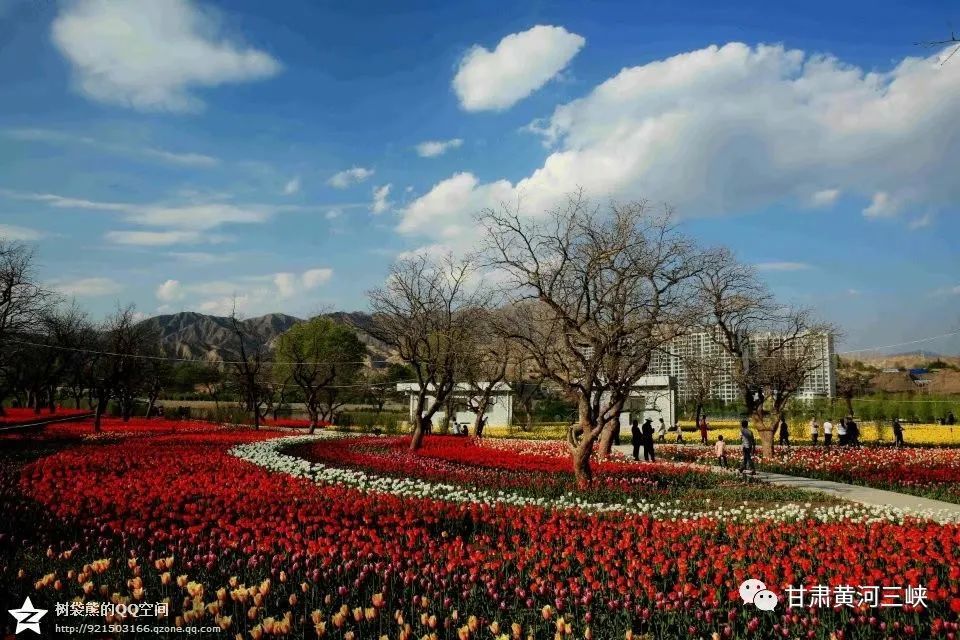 这个春天,让我们相约永靖县首届郁金香旅游节