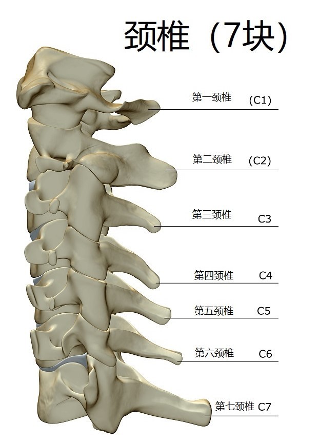 脊椎各部位对应的疾病还有症状详解!