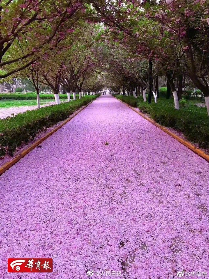 没有学生和游客,西安交大落樱铺满樱花大道