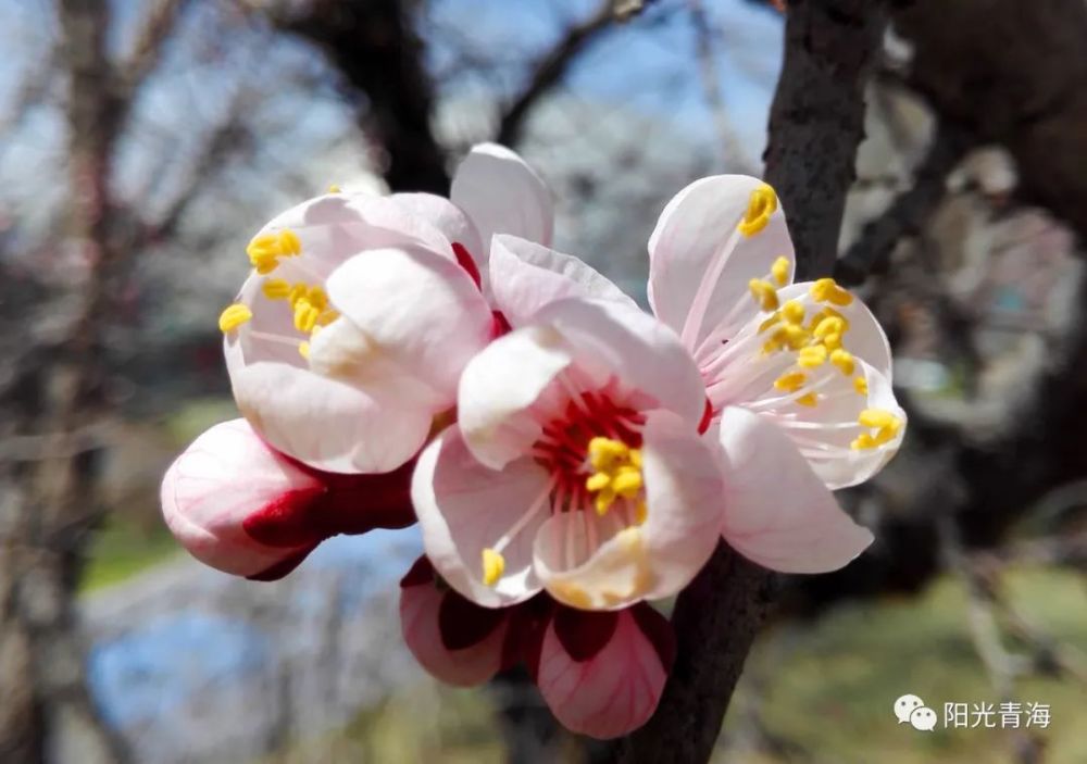 西宁,春花绽放