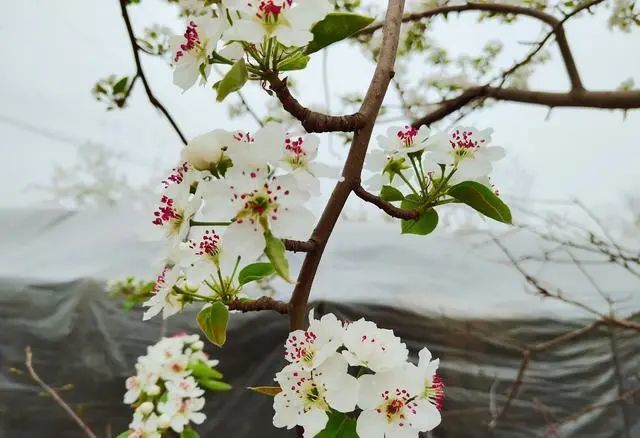 春日诗词大会,忽如一夜春风来,千树万树梨花开,梨花的