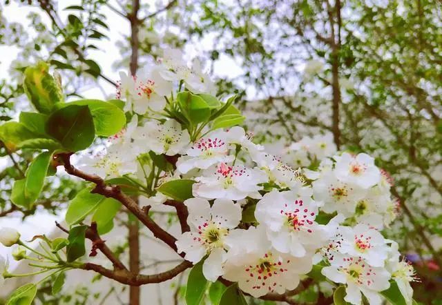 梨花,梨花诗句,春天赏花