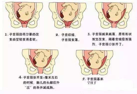 胎儿入盆,胎儿,分娩,孕晚期,孕妇