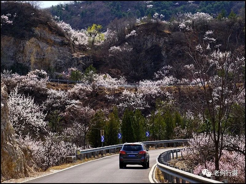 北京这条山路藏着一个"杏花谷"