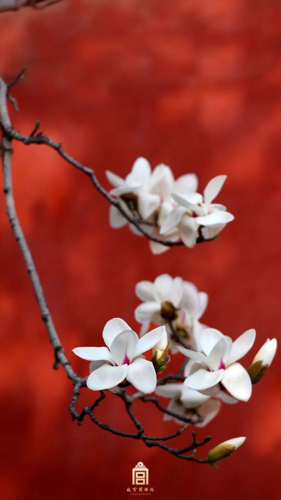 刘顺儿妞 紫禁城 春色 1 玉兰花 "初如春笋露织妖,折似式莲白羽摇"