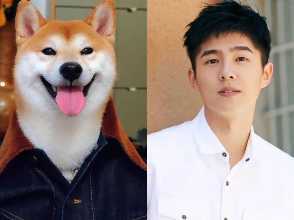 哈士奇,柴犬,林更新,萨摩耶,刘昊然,金毛