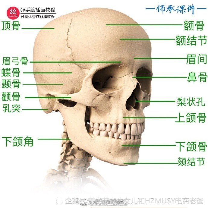 头骨的深入剖析 美术生艺术生头像素描资料