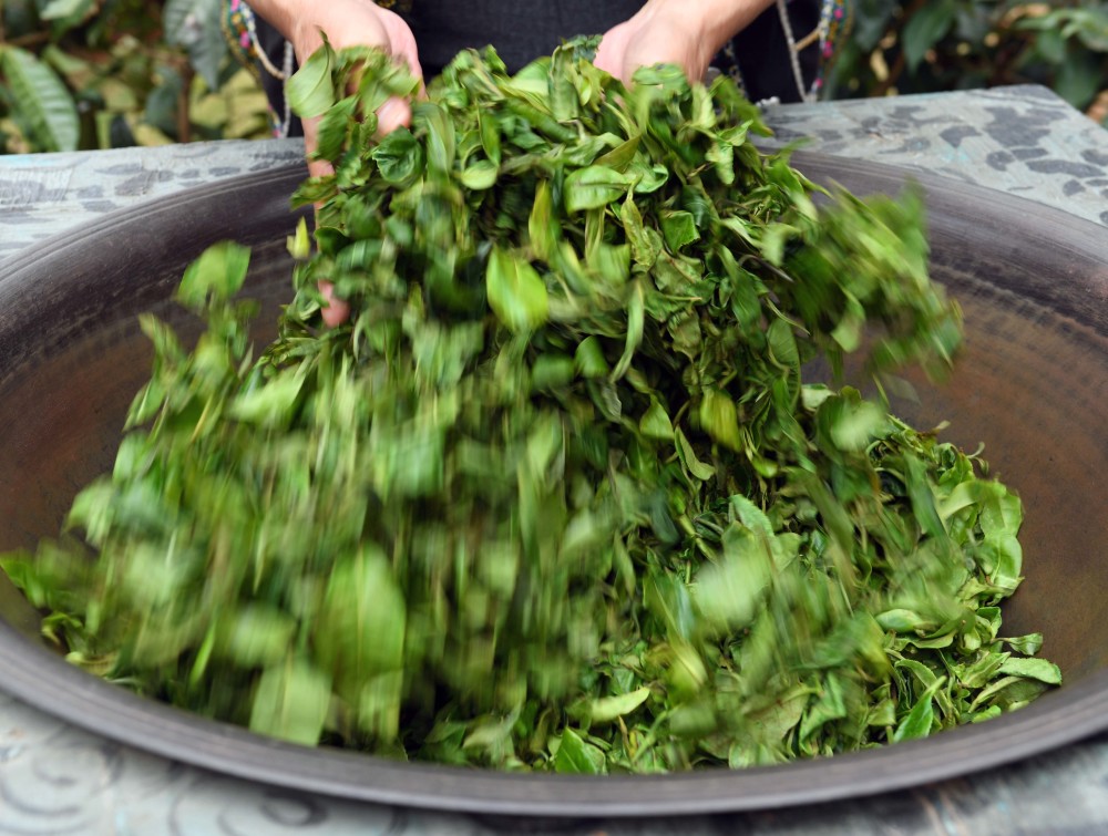 传承普洱茶制作技艺