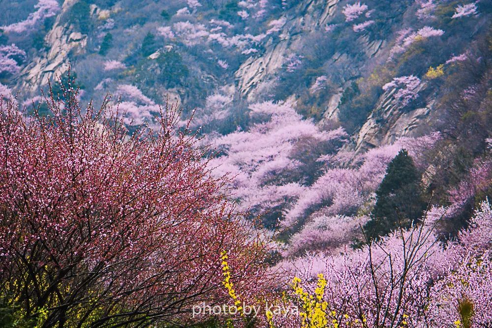 探访秦岭桃花秘境,西安周边的"桃花源记"