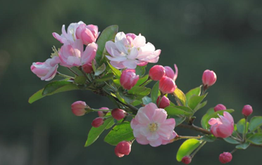付海棠,樱花,海棠花开