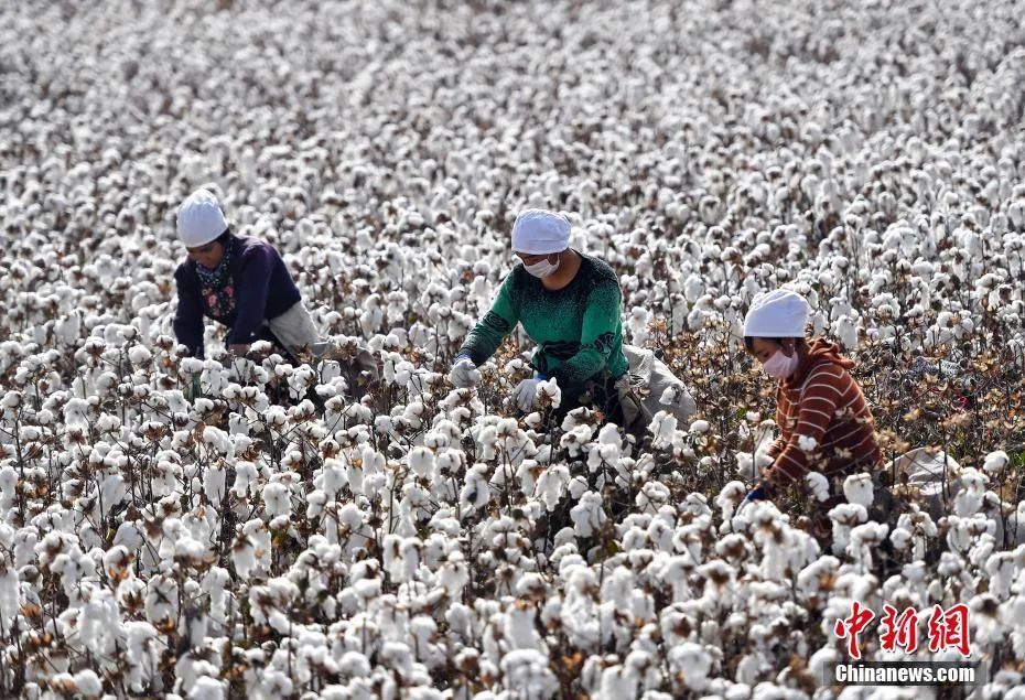 医用物资用棉需求增加 新疆快运百万吨棉花支援