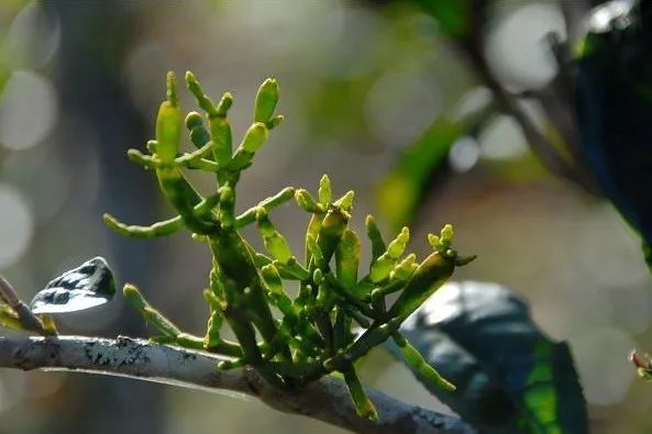 狗枯脑,碎银子,螃蟹脚……这都是些什么神仙茶?