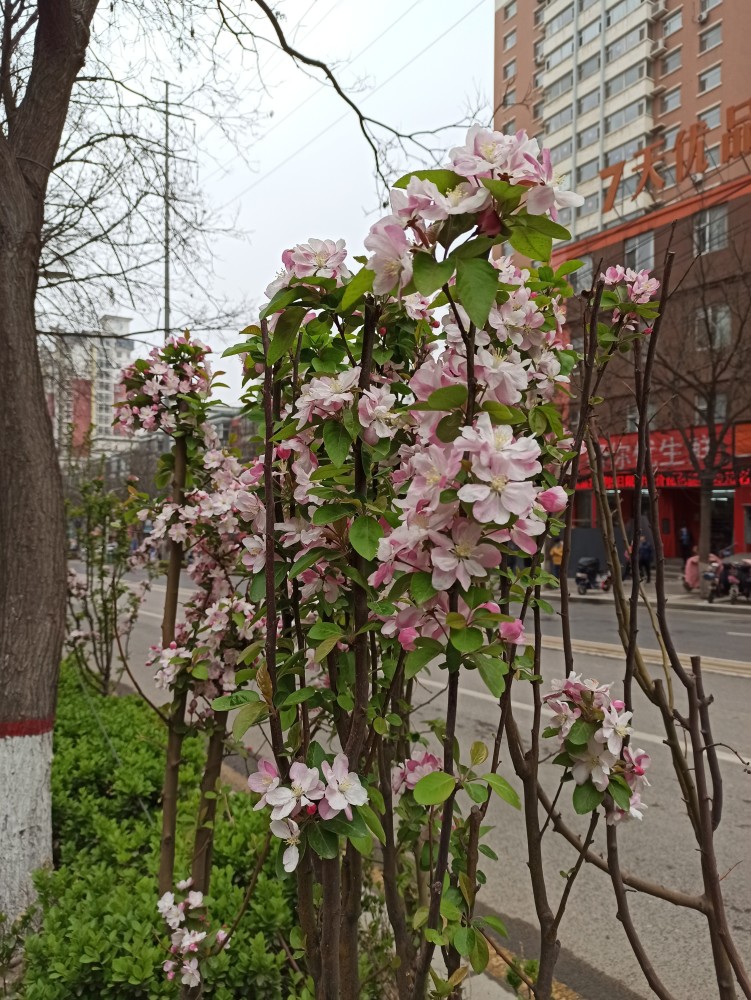 近看一些小海棠树的花