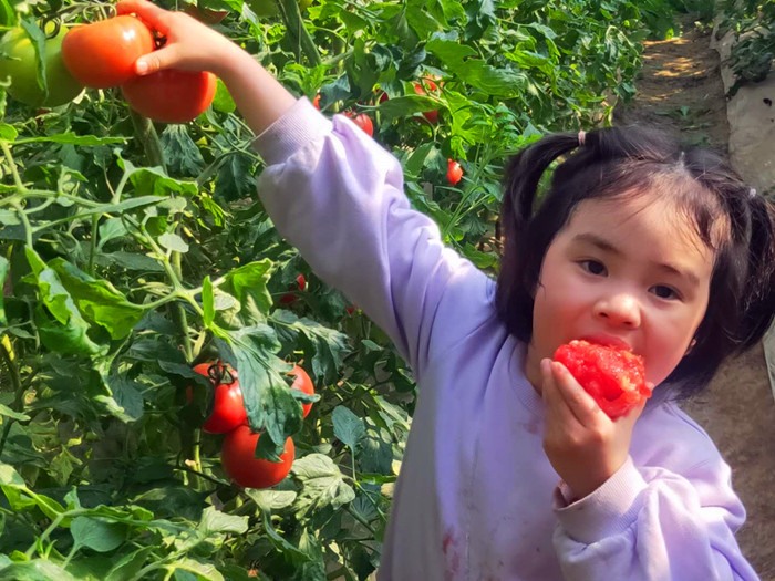 带小孙女去赵县西大诰蔬菜大棚采摘,普罗旺斯能当水果吃的西红柿