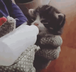 比起爱哭闹的人类幼崽爱喝奶奶的小奶猫才是真正的治愈人心