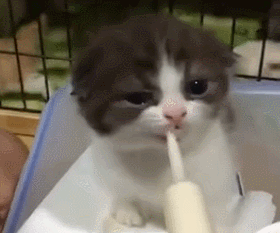 比起爱哭闹的人类幼崽,爱喝奶奶的小奶猫才是真正的治愈人心!