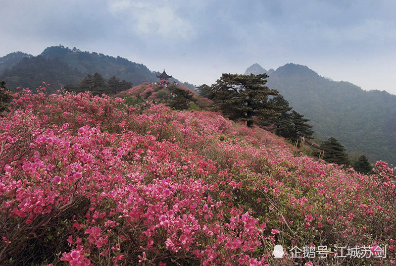 杜鹃花,荆楚美景,龟峰山,湖北,麻城